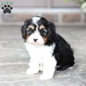 Shawn, Cavapoo Puppy